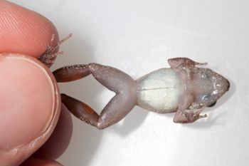 Media type: image;   Herpetology A-148550